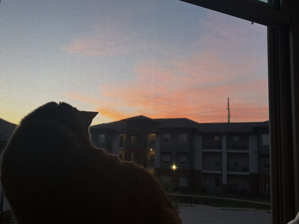 hacebuthace's tweet photo. jester loves the window https://t.co/my9Gn2SJUV