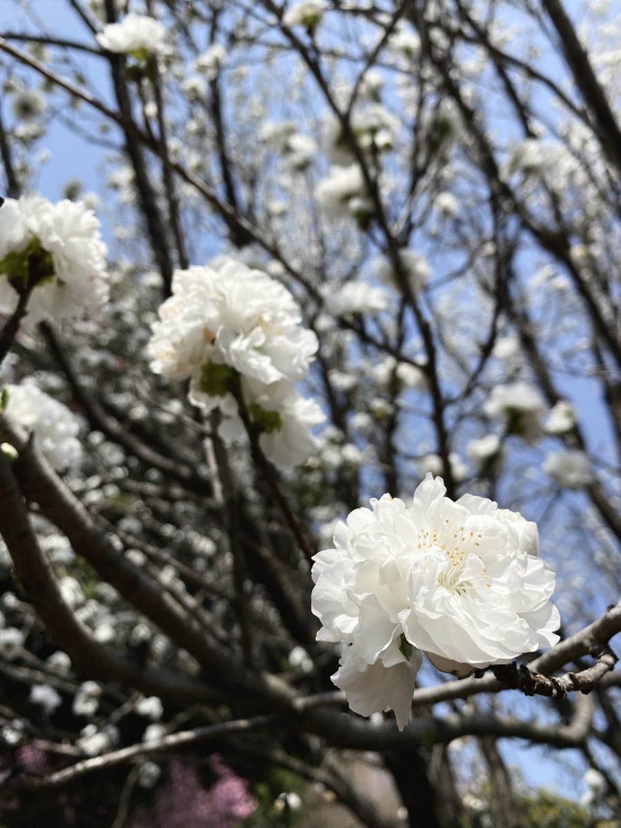 おはようございます🙇‍♂️ Good morning 🙋‍♂️☕️ 今日も大切な一日🍀✨ 安全と健康第一 Thank you Earth 🌏✨ Living with beautiful nature🌿✨ I hope that the peaceful world will last forever.🍀✨ いつか訪れた公園に咲く✨ 花桃さん達🤗🩷照手姫さん🤍照手白さん