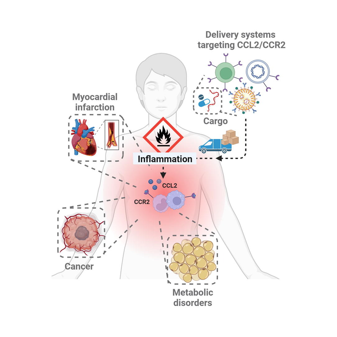 ADDR in press: The role of CCL2/CCR2 axis in cancer and inflammation: The next frontier in nanomedicine. By Sabina Pozzi & Ronit Satchi Fainaro @TAUMedFaculty @RSFLab #nanomedicine #CCL2 #CCR2 #inflammation doi.org/10.1016/j.addr…