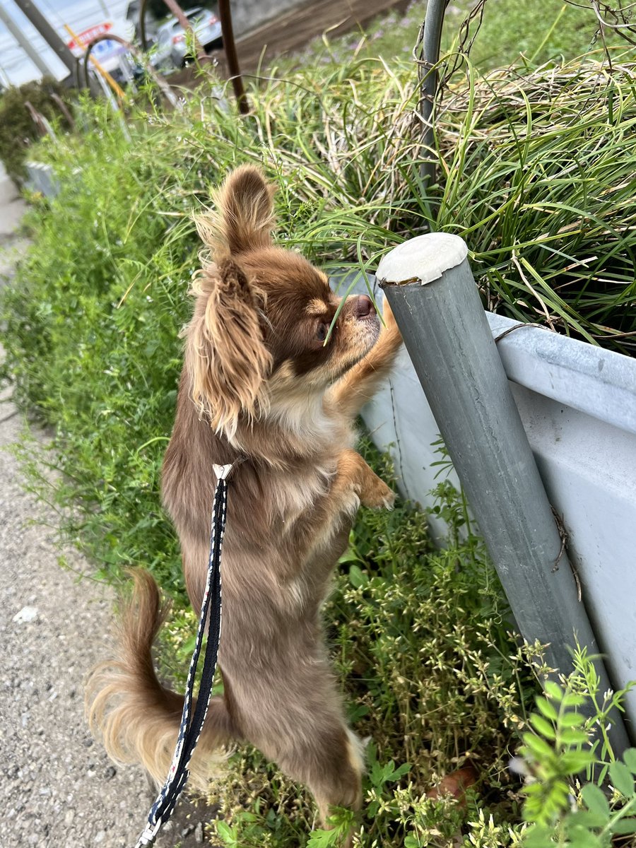 朝の🌱の匂いを吸い込んで今日も1日頑張ろ🤗❤️🐶
ポールの先には🕷️😳
あーーーちょんちょんしたら…潰れる🕷️
やめてー😅
＃お散歩犬
＃犬好きさんとつながりたい