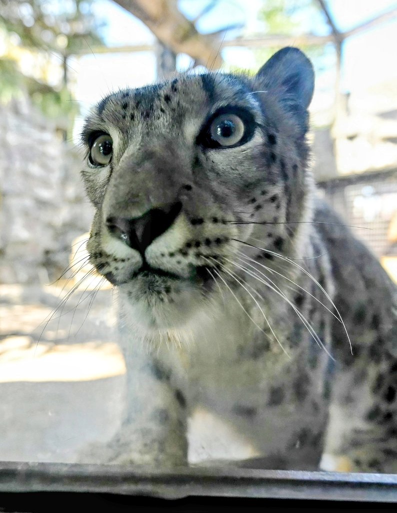 ドアップ ヒカリちゃん🎵

#大森山動物園 #ユキヒョウ #ヒカリ