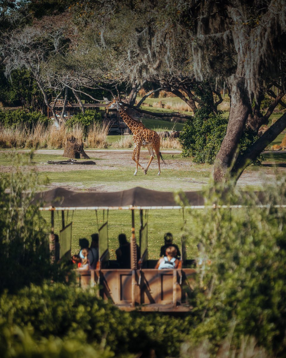 somewareatdiz's tweet image. A happy Earth Day birthday to Disney’s Animal Kingdom!