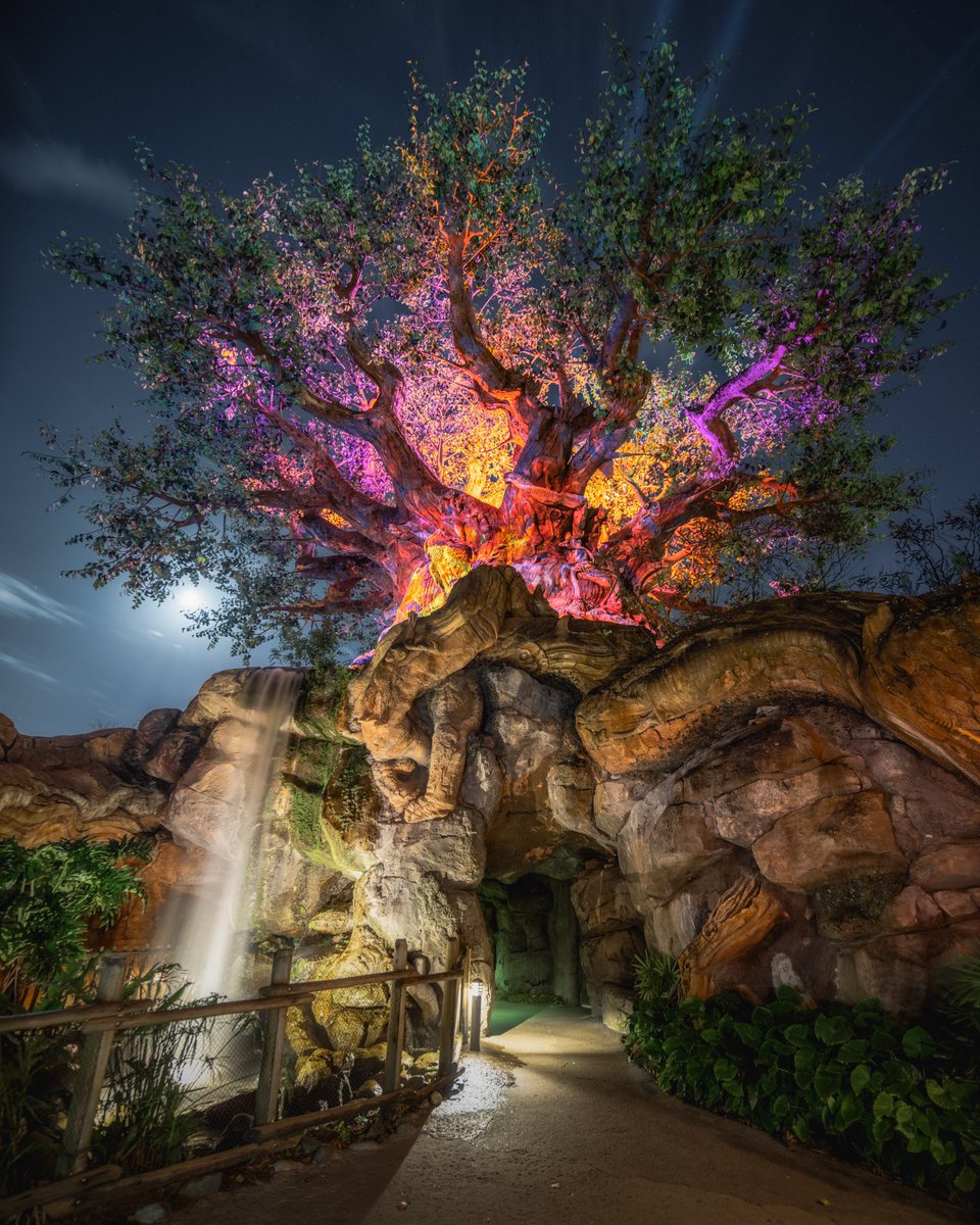 somewareatdiz's tweet image. A happy Earth Day birthday to Disney’s Animal Kingdom!