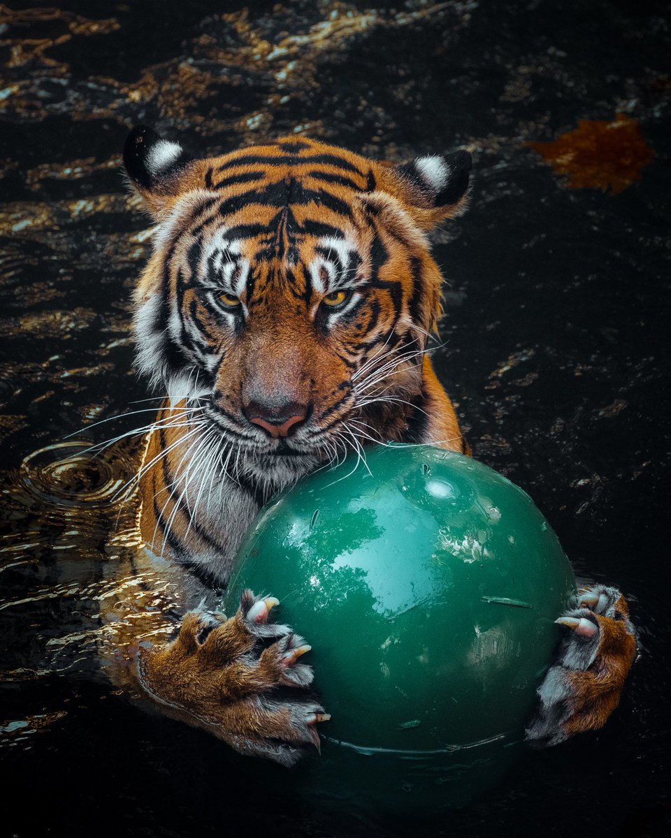 somewareatdiz's tweet image. A happy Earth Day birthday to Disney’s Animal Kingdom!