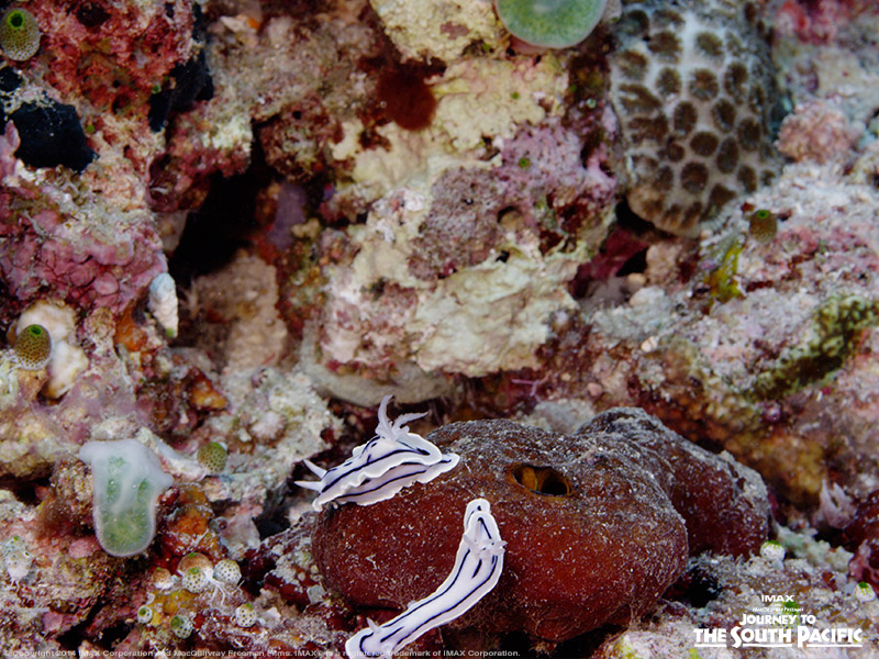 We spy … Flatworms! These creatures are hermaphrodites and don’t experience any phases of metamorphosis over their lifetime. In fact, young flatworms can only be differentiated from their adult counterparts by their smaller size. Neat! #EarthDay #WestPapua #RajaAmpat