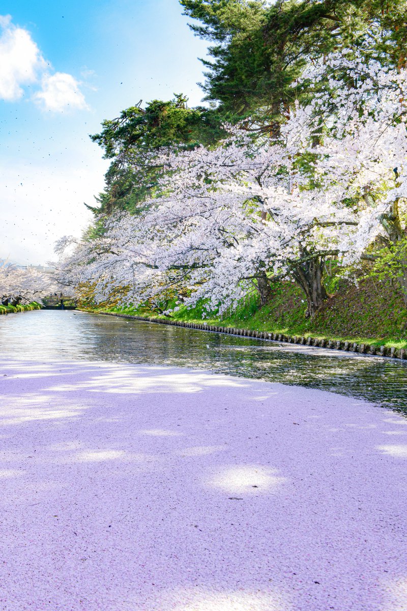 桜舞い散る弘前公園が絶景でした