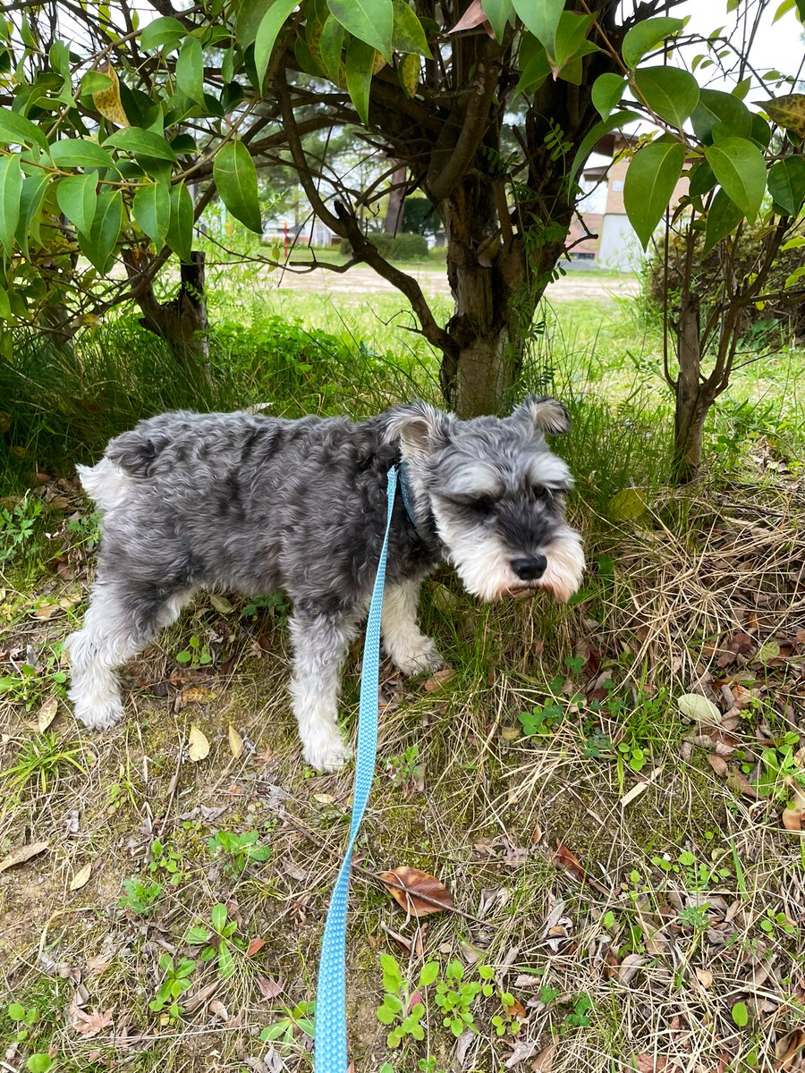 おはようございます！

ボサボサになりすぎて
表情がおも〜く見える…👀
お散歩は楽しんでました！

#ミニチュアシュナウザー #愛犬 #MiniatureSchnauzer #犬のいる暮らし #犬のいる生活 #いぬのきもち #わんこ