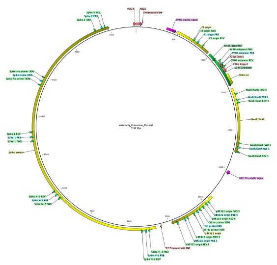 this is a map of the plasmid we sequenced from 2020 batches of mRNA vaccine.