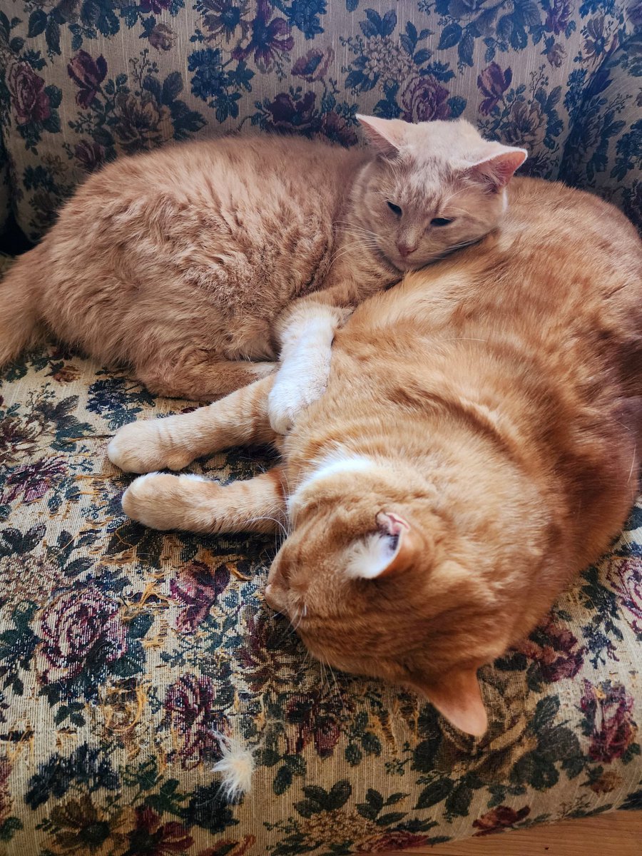 Poof... and just like that, Tater and Waffles transformed into cats. Now calling themselves Chester the Cute Cat Lemonhat and Charlie Dinosaur. #dogsoftwitter #goldenretriever