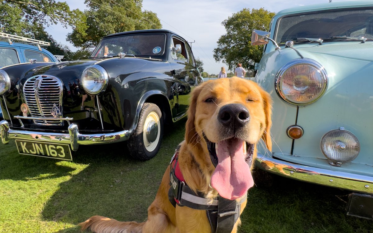 #TongueOutTuesday this week is from October 2023 with Finlay #RedMoonshine at #HammerwichClassicCarShow with #RBM51 & #KJN163. #GoldenRetrievers #PuppyPhotos #ClassicCars #AustinA30 #AustinA35 #AustinMotors #VintageCars #ClassicPhotography redmoonshine.com