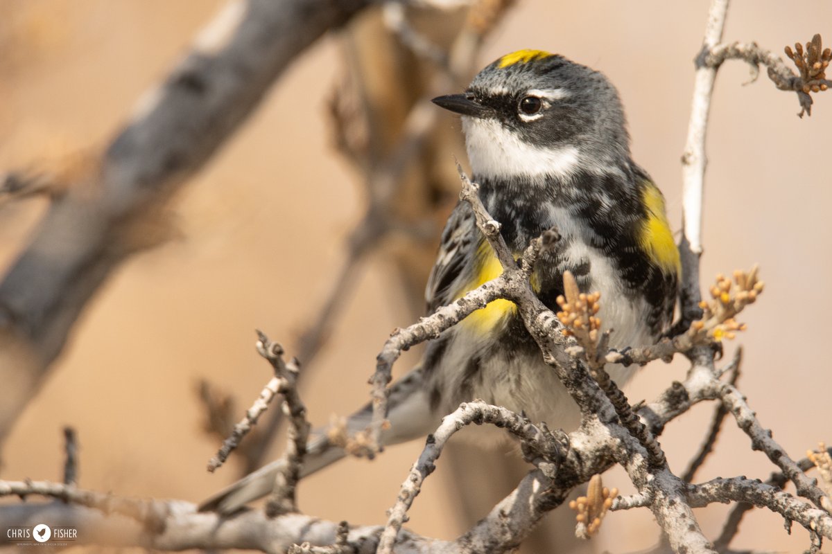 It's pretty hard for your first #AB wood warbler of spring to be anything else but a Yellow-rumped Warbler. For me, 2024 will be no different than most. Nice to see their colour and frenetic feeding back among the buds!