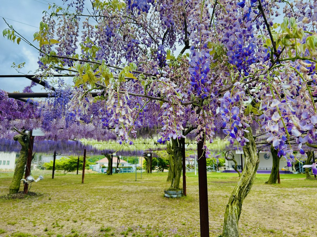 【無料クーポン配布します❗️】 4/23朝の藤公園✨ 明日から藤まつりが始まります✨ 期間中500円の入園料ですが、和気町ファンクラブ会員には、入園料無料のクーポンを26日に配布いたします✨ ↓入会はこちらから↓ wake-fan.com #推し武道を推す自治体 #藤まつり #和気町 #wake_fan