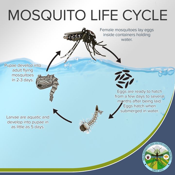 #DYK: Mosquitoes go through four life stages? A majority of their life stages occur in water! 

Make sure to eliminate all standing water, so mosquitoes don’t have a biting chance. 
#FightTheBite #MosquitoWeek