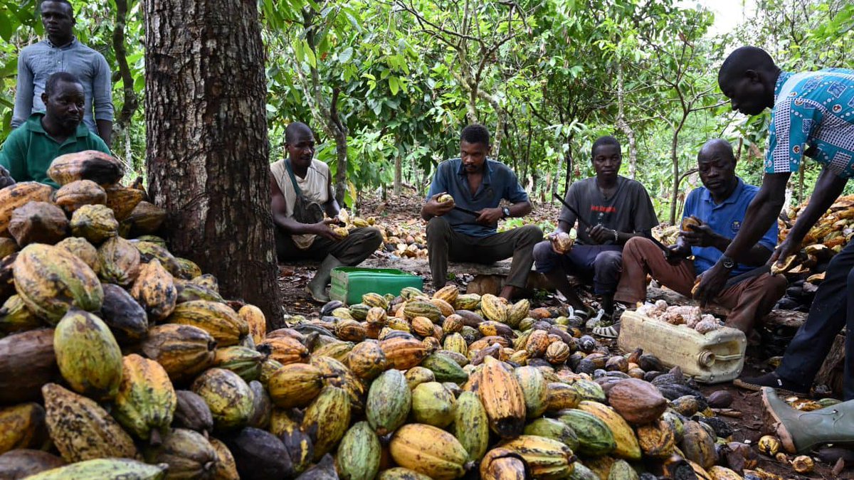 Harvesting Cocoa in Ivory Coast 🇨🇮

Ivory Coast is the world largest producer of Cocoa