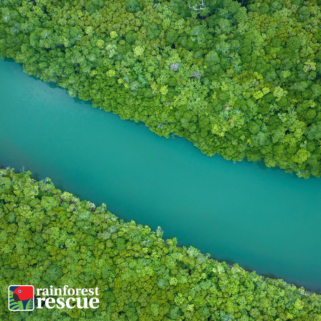 The Daintree is Australia’s largest and most biodiverse rainforest 🌳🌳🌳.

Together, we can help extend Nature Refuges and expand Wildlife Corridors, allowing the native fauna and flora to thrive… FOREVER ➡️ rainforestrescue.org.au/rainforest-gua… 💚.