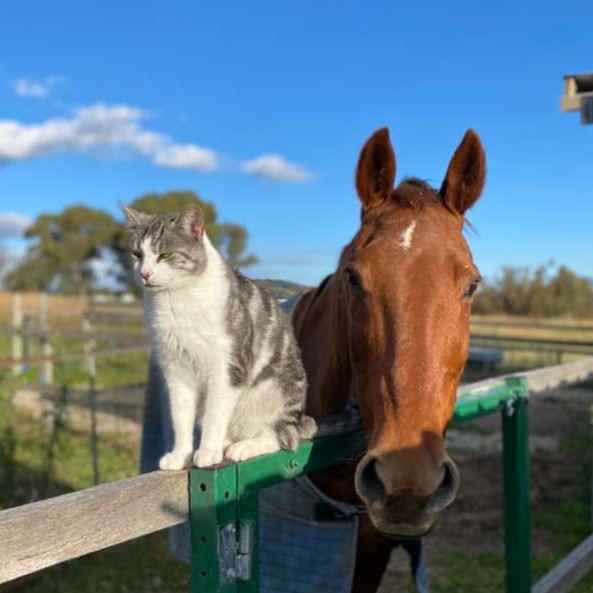 Did you know? We manufacture applications and supplements for your dogs and cats so that you can give them the same five star treatment as your horses. Why not give our pet brand @NaturalVetCare a follow to stay up to date with all of their latest news. 🐾 Image: Oscar & Smooch