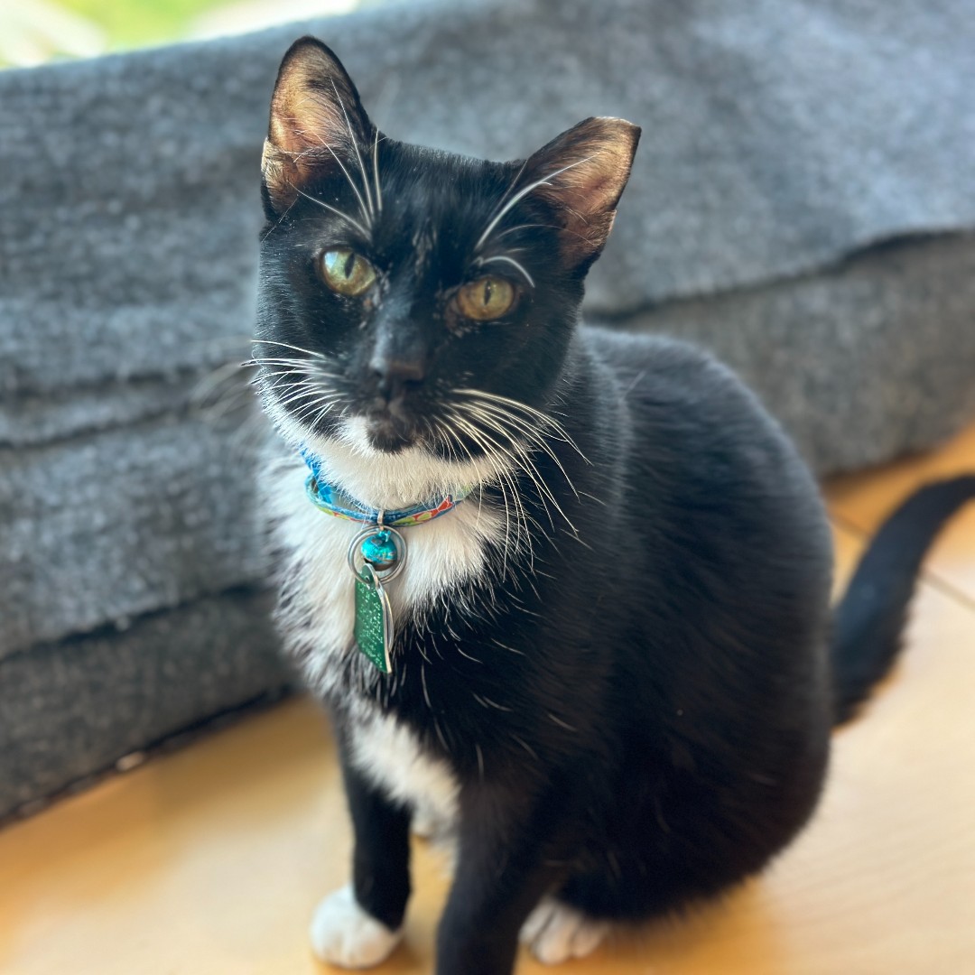 Alfredo (#BF4524) firmly believes that his best years are just ahead! Our vets have set this terrific ten-year-old tuxedo up with a healthy plan for his hyperthyroidism, covered through our Pet Health Centers at cost. #GetYourRescueOn #Adopt #Cats #Pets #BiancasFurryFriends