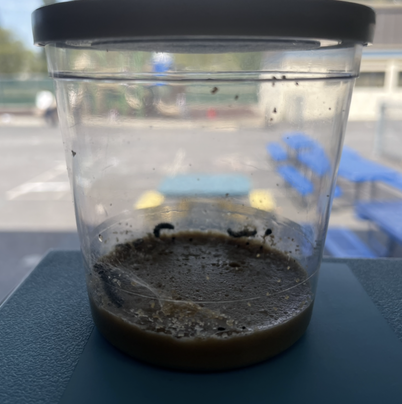 CLMariners's tweet photo. Time flies by when our students and staff are having fun! In just one week, Mrs. Zamora's 1st Graders saw these caterpillars grow much closer to becoming butterflies. We look forward to seeing how Mariners' friendships and knowledge will grow as the spring semester continues! https://t.co/WAlYcICN61