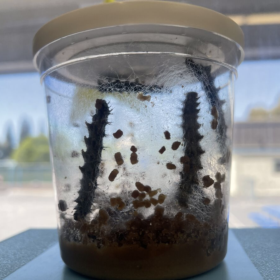 CLMariners's tweet photo. Time flies by when our students and staff are having fun! In just one week, Mrs. Zamora's 1st Graders saw these caterpillars grow much closer to becoming butterflies. We look forward to seeing how Mariners' friendships and knowledge will grow as the spring semester continues! https://t.co/WAlYcICN61