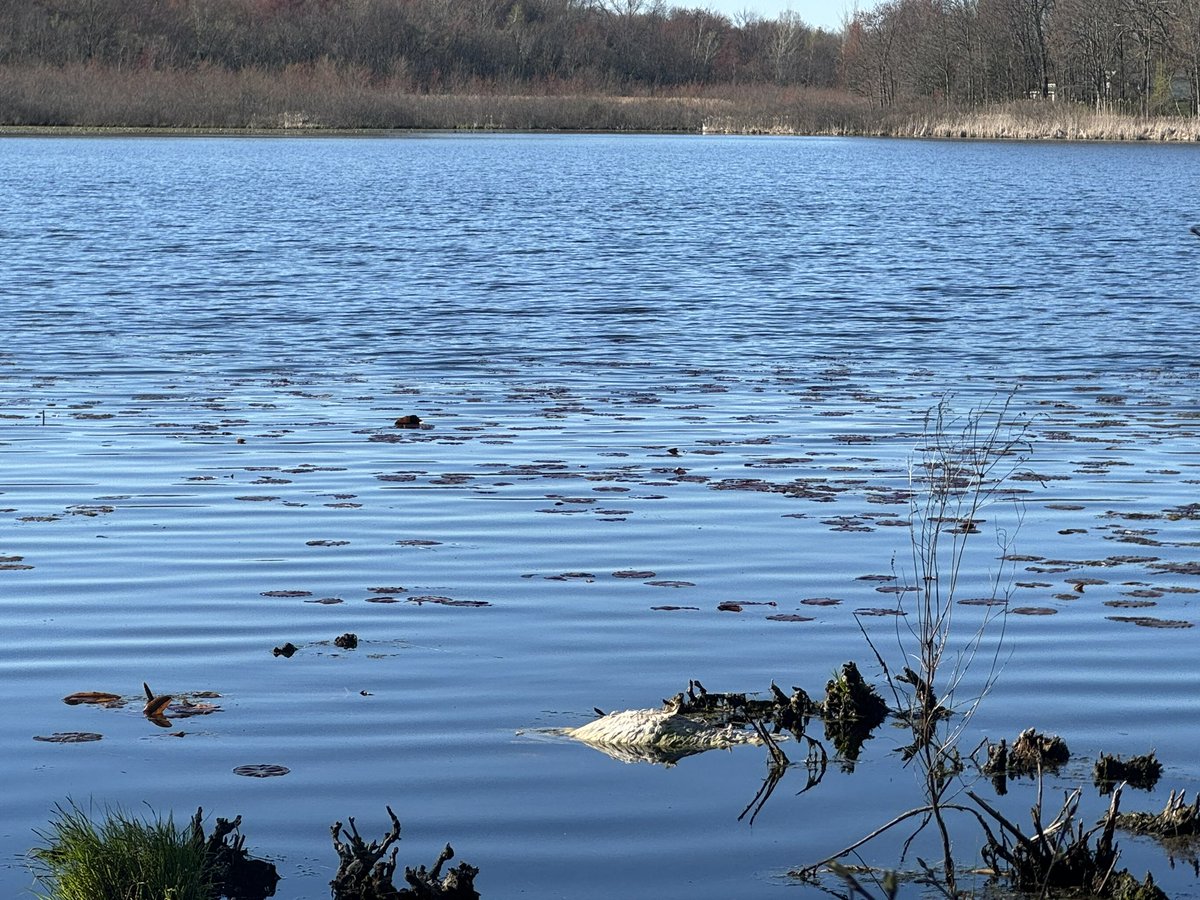 There's a pond near my house. I can see a part of it from my front yard. 2 white swans have been living there for years. They don't fly away for the winter. One summer they crossed the road and were walking around my front yard. Having only seen them from a distance I had no