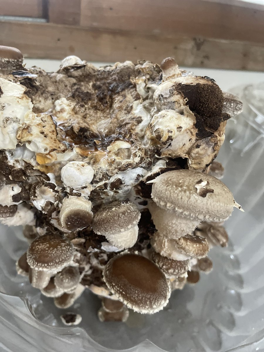 i_irushimu's tweet image. シイタケ栽培🍄
土日の間にシイタケがこんなに！！！？

早速天ぷらにしてみましたが写真撮り忘れました💦🙏😵

＃就労継続支援
＃Ｂ型
＃守山区
＃栽培