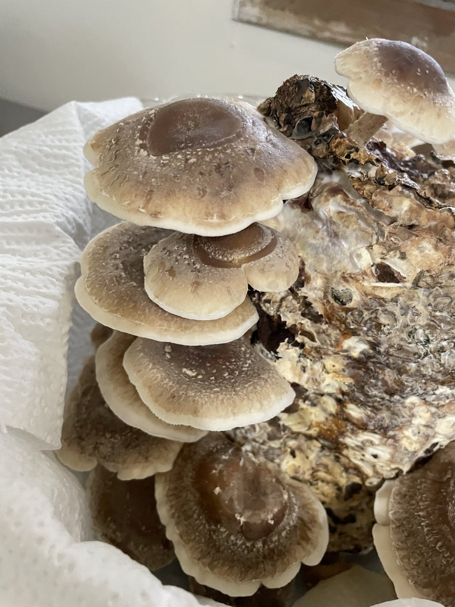 i_irushimu's tweet image. シイタケ栽培🍄
土日の間にシイタケがこんなに！！！？

早速天ぷらにしてみましたが写真撮り忘れました💦🙏😵

＃就労継続支援
＃Ｂ型
＃守山区
＃栽培