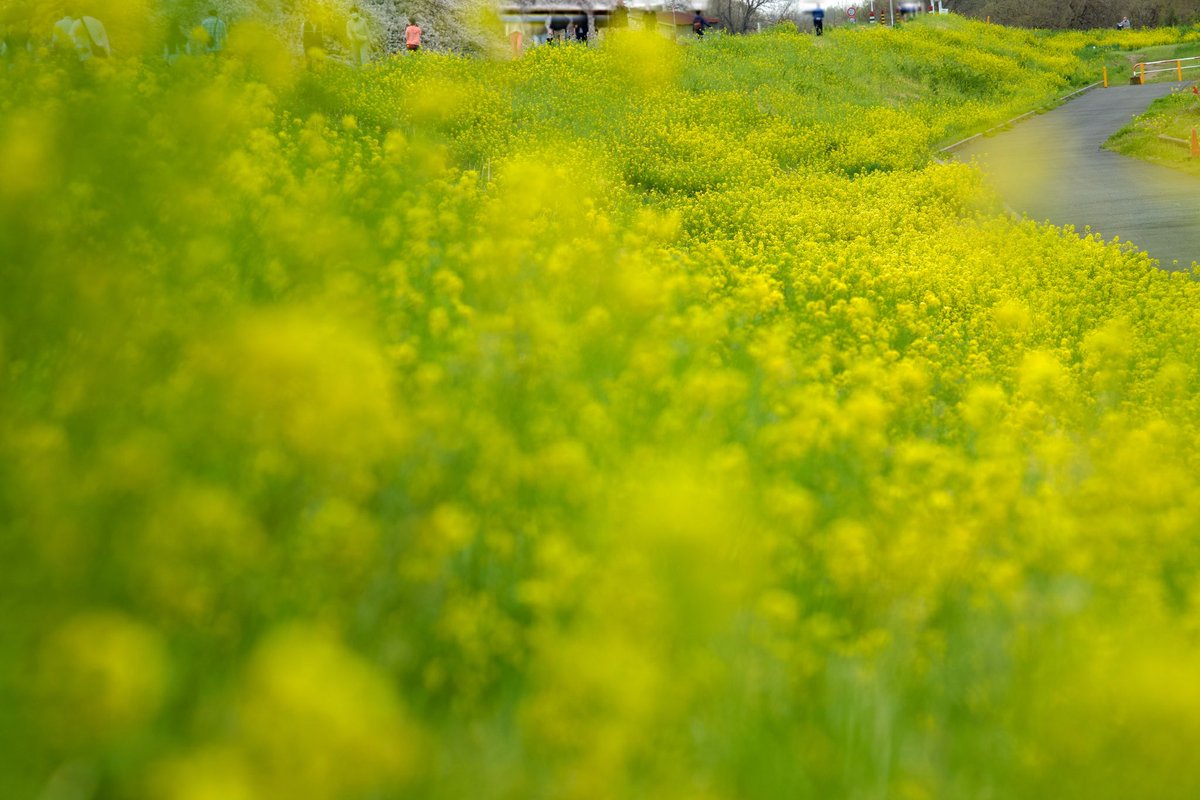 菜の花…でしょうか？ 一面黄色で綺麗だったなぁ¨̮⃝ お花はずっと見ていられる 癒される すき