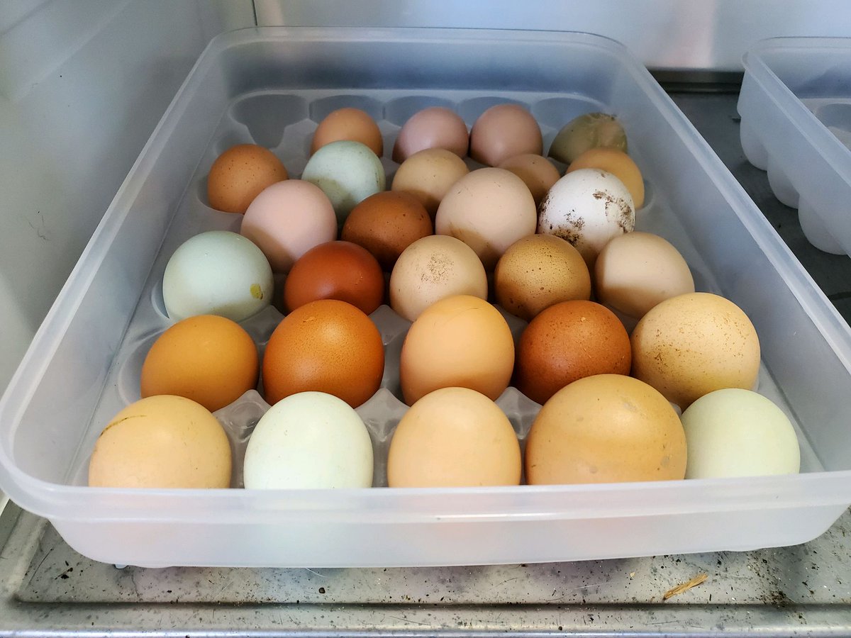 Record #egg day! 28 little lovely butt nuggets... heading in the right direction... 🙌🙌🙌

Show me your #harvests of the day! 👀👀👀

#BackyardChickens #ChickenDaddy #GrowYourOwn #GodBless 🙏🙏🙏✝️✝️✝️