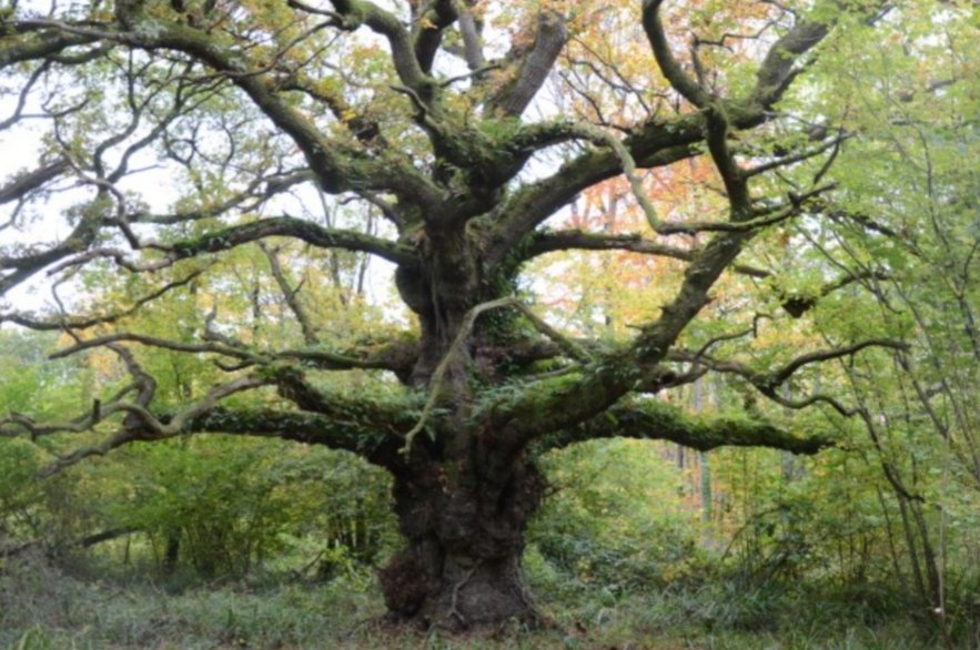 #Thicktrunktuesday 
Ancient Oak at Castle Neroche, Somerset, Devon. 

📷Chris Knapman : Ancient Tree Forum