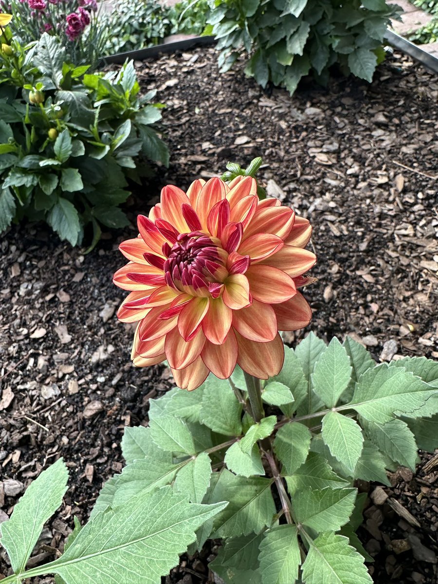 Our first bloom from a dahlia tuber we planted this spring. And wow what a bloom.