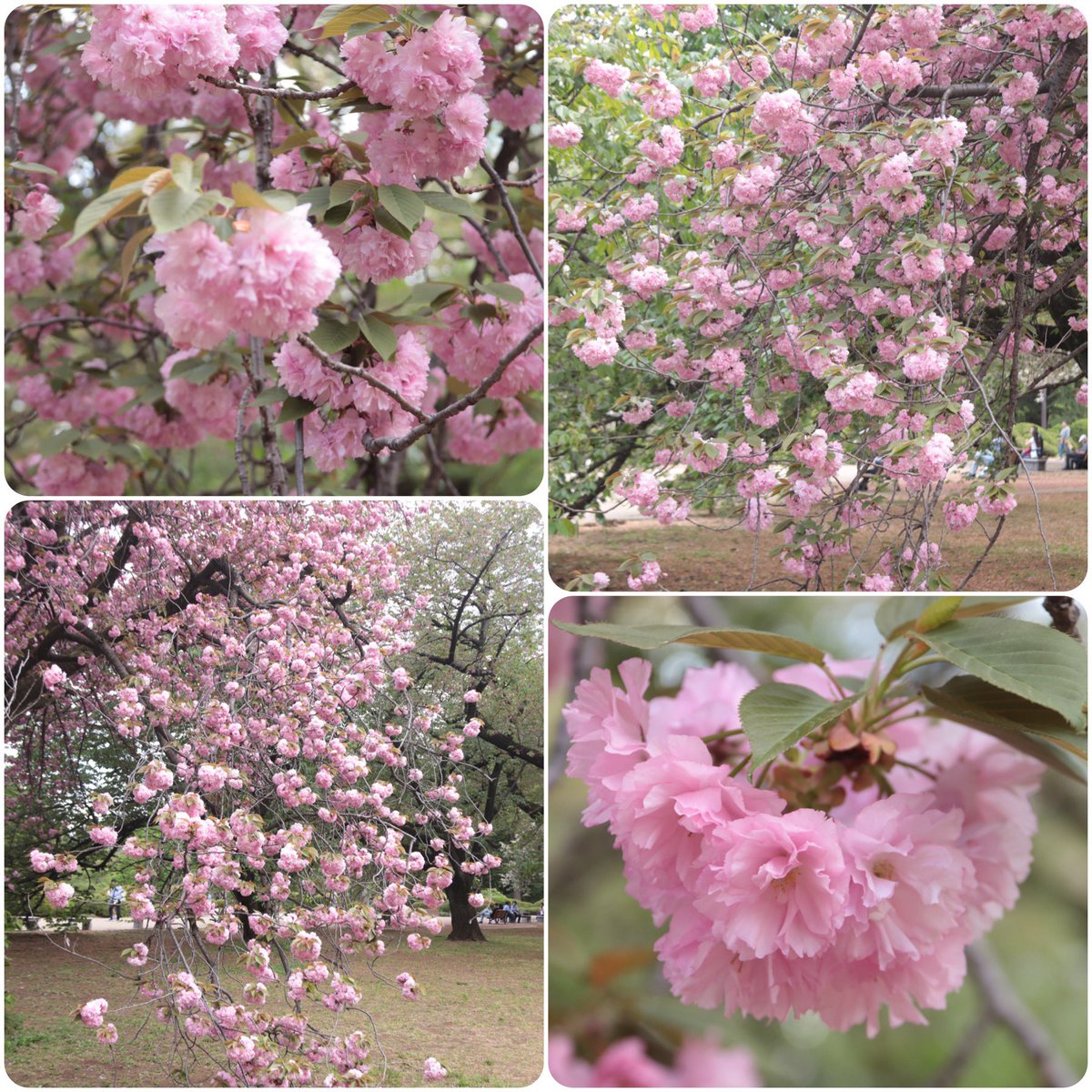 ｡❀｡❀

　#関山　#八重桜

　こぼれるように咲いて

　　　　　　　📸 2024.4.17
　
 #TLを花でいっぱいしよう