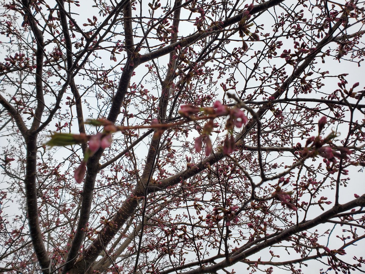 富良野の桜はまだ早いね