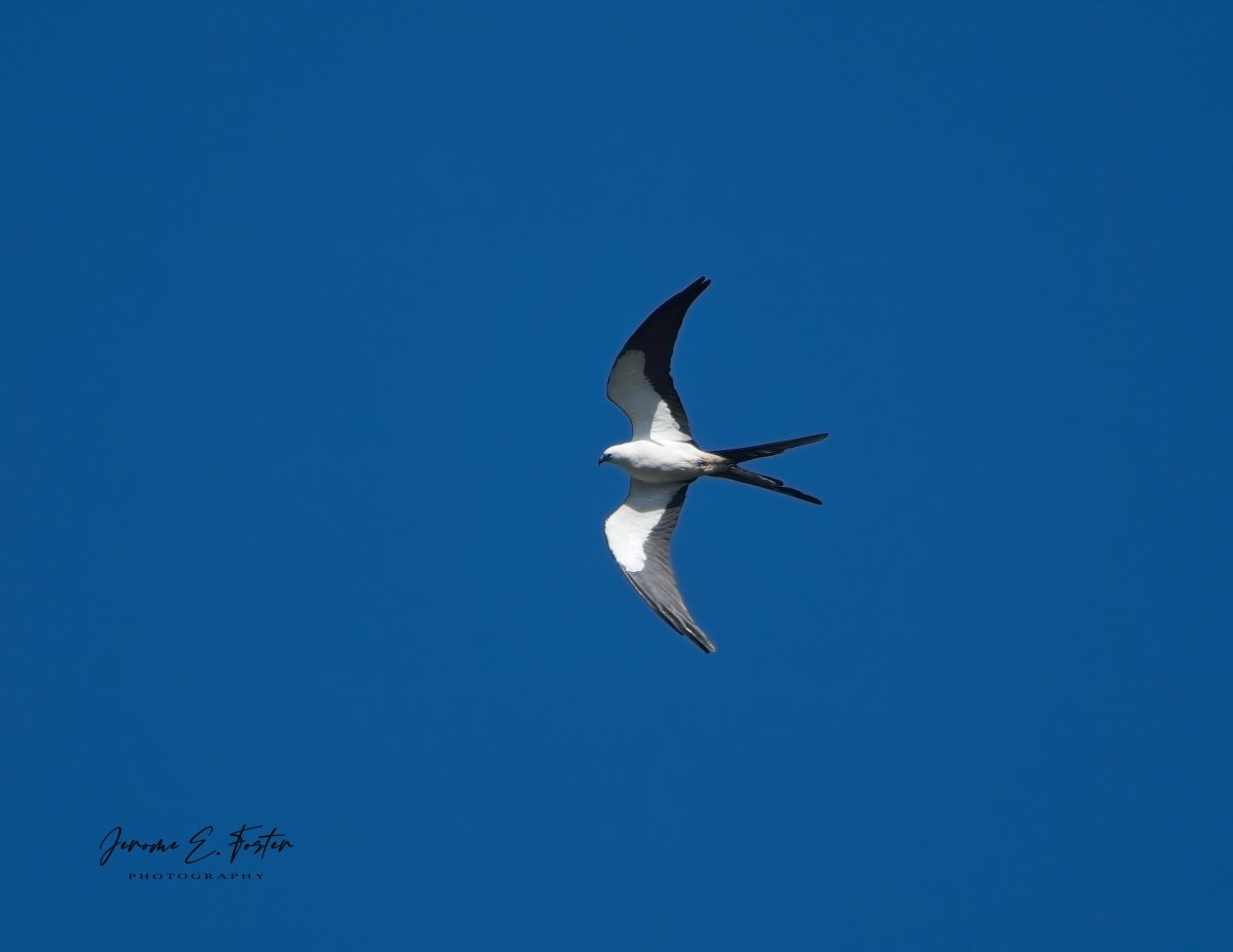 A #Swallow-tailed #kite soars overhead in the clear #bluesky. Northern Range, #Trinidad. . . . #birdwatching #wildlife #animals #birdphotography #caribbean #BirdsSeenIn2024 #ngphotographerchallenge
