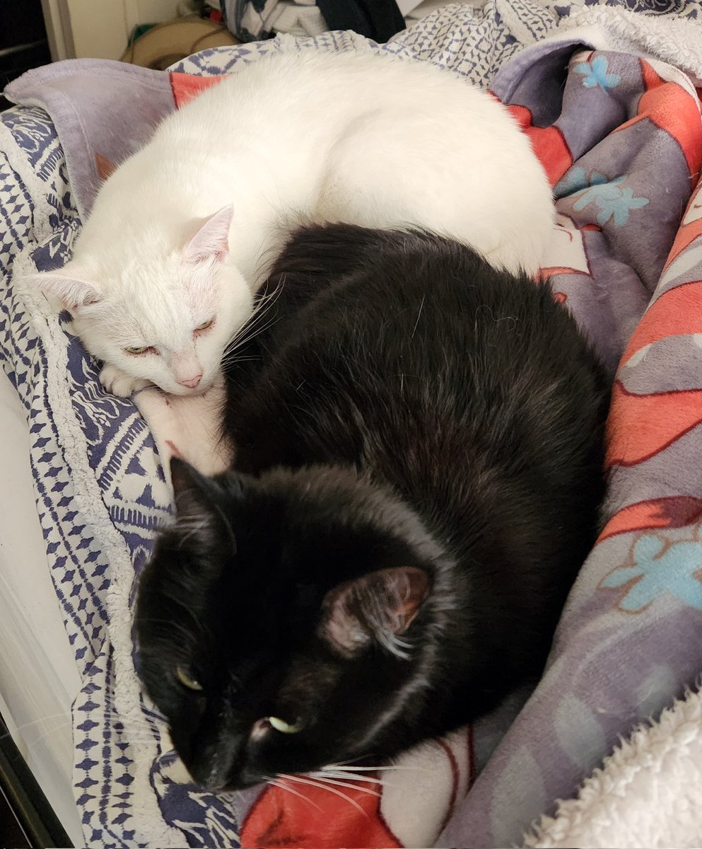 AlopexCat's tweet photo. I love the cooler weather. I get to cuddle up with my Very Best Friend, @MissBilqis. https://t.co/kyswqwq3qa
