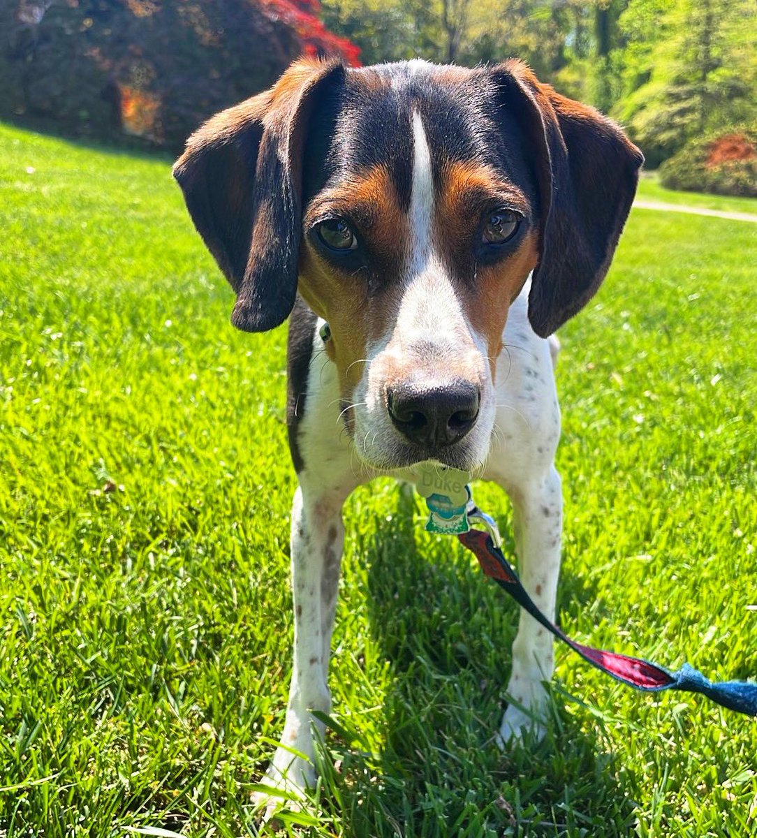 Duke would like to wish everybody a happy national beagle day.