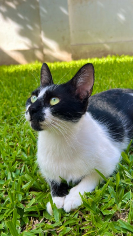 adopsys's tweet photo. Princesa 💖

Hembra
1 Año
Buenos Aires, Argentina

---

Princesa es una gatita hermosa y educada en adopción.
Es hermosa, super compañera y cariñosa.
Se lleva bien con perros y gatos.
Castrada, desparasitada y vacunada.

Si te interesa, https://t.co/GwNp9LV44K para adoptarla. https://t.co/1wMHSxAOCb
