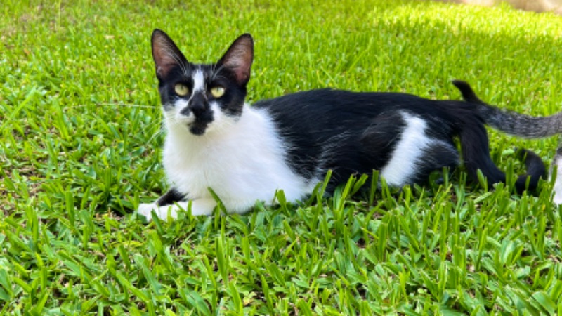 adopsys's tweet photo. Princesa 💖

Hembra
1 Año
Buenos Aires, Argentina

---

Princesa es una gatita hermosa y educada en adopción.
Es hermosa, super compañera y cariñosa.
Se lleva bien con perros y gatos.
Castrada, desparasitada y vacunada.

Si te interesa, https://t.co/GwNp9LV44K para adoptarla. https://t.co/1wMHSxAOCb