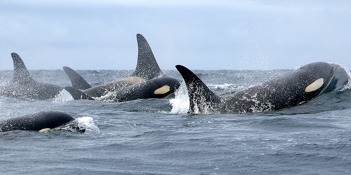 Action to breach dams on the Snake River (US) to save Orcas and Salmon. change.org/p/senator-murr… @Change