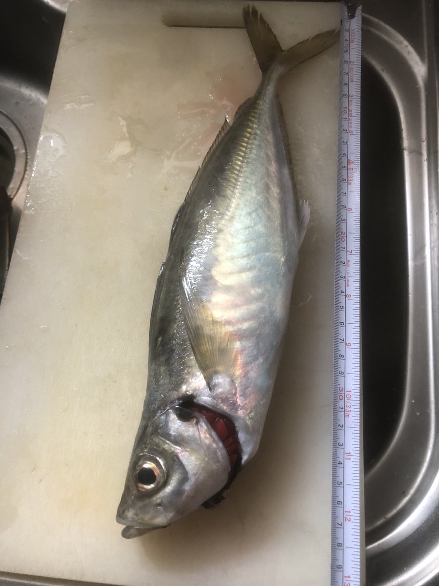 moritatu0820's tweet photo. 風邪をこじらせ超久しぶりの釣り
あんま釣れんけど😭
ちょっと沖やけど、坊勢近辺にもこのサイズおるんやなぁ。３９センチちょっと届かずくらい https://t.co/CUWcFwUq7R