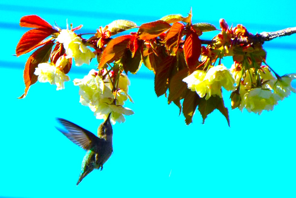 Happy Hummingbird Monday with ❤️ and much gratitude😊 nberg.net/ecotones/galle… #hummingbirds #birdphotography #birds #Mondayvibes #flowersphoto
