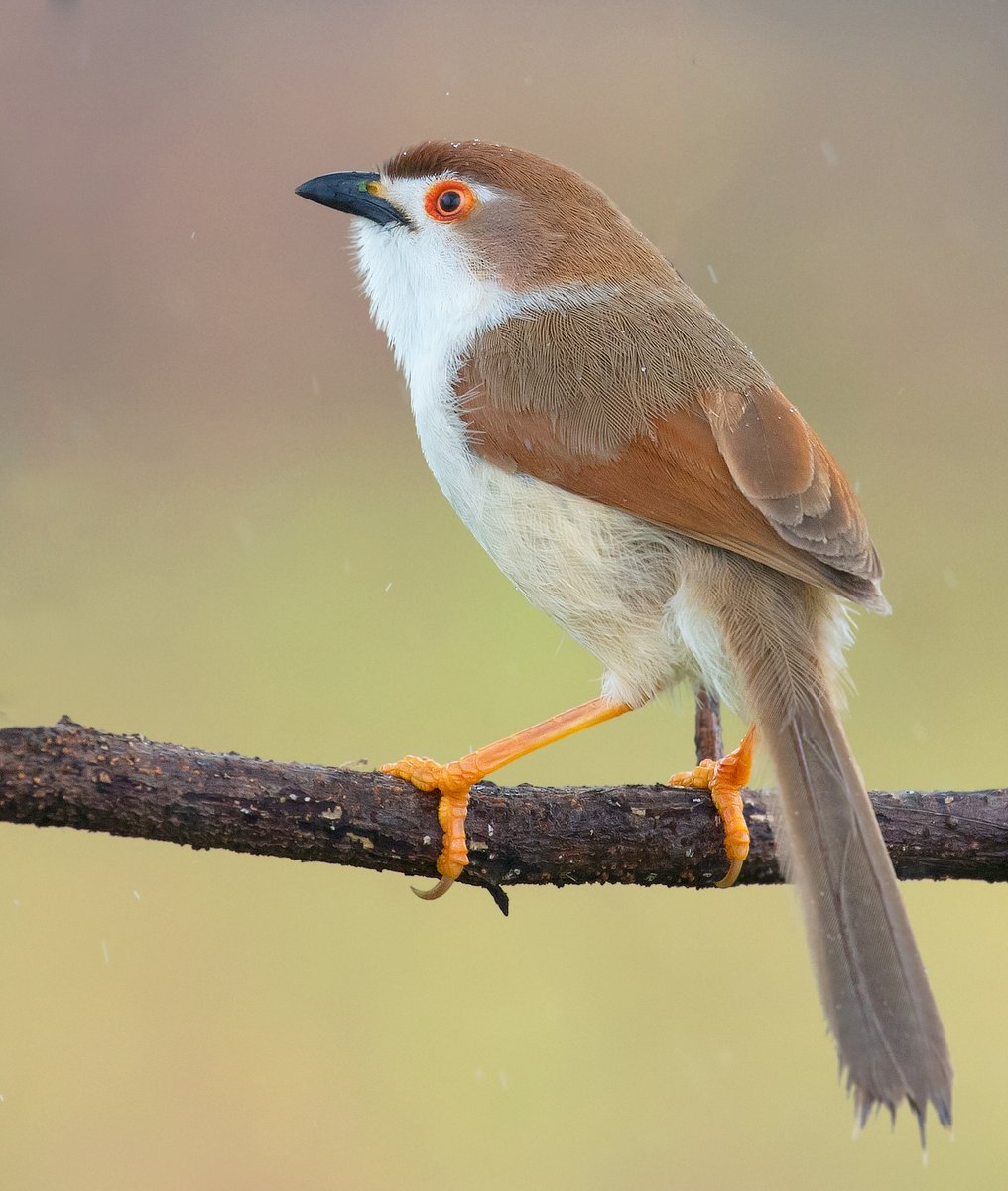 A yellow-eyed babbler spotted in Pune, India 🪶

📸: Pratik Humnabadkar

#india #babbler #birdwatching