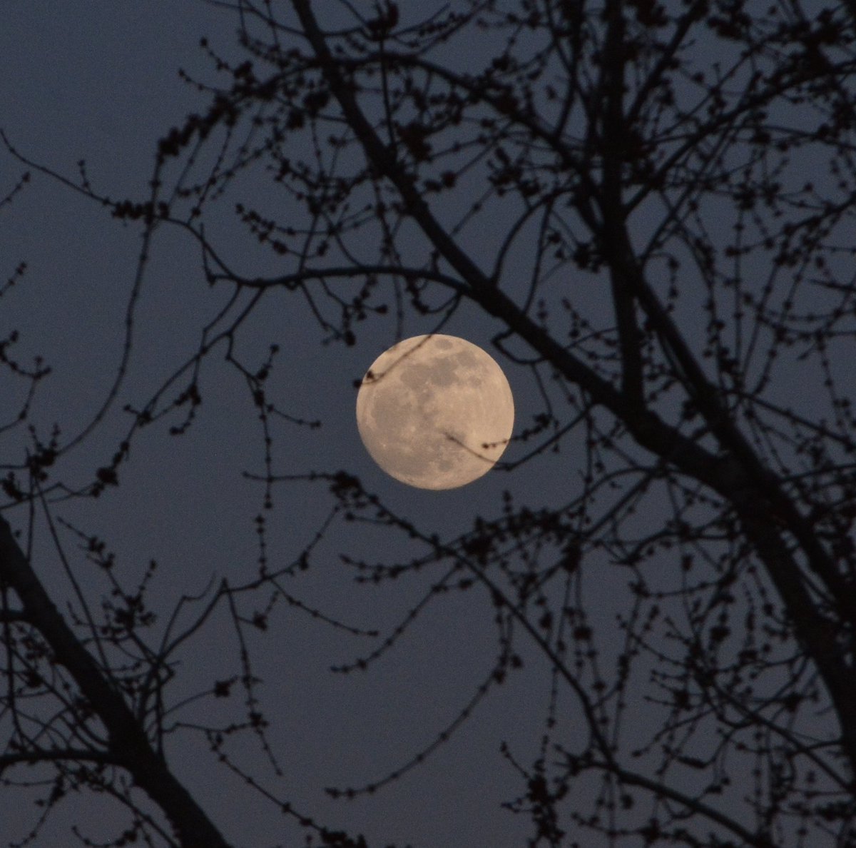 The nearly full moon through a tree in the twilight sky. #astronomy #moon #ThePhotoHour #MoonHour