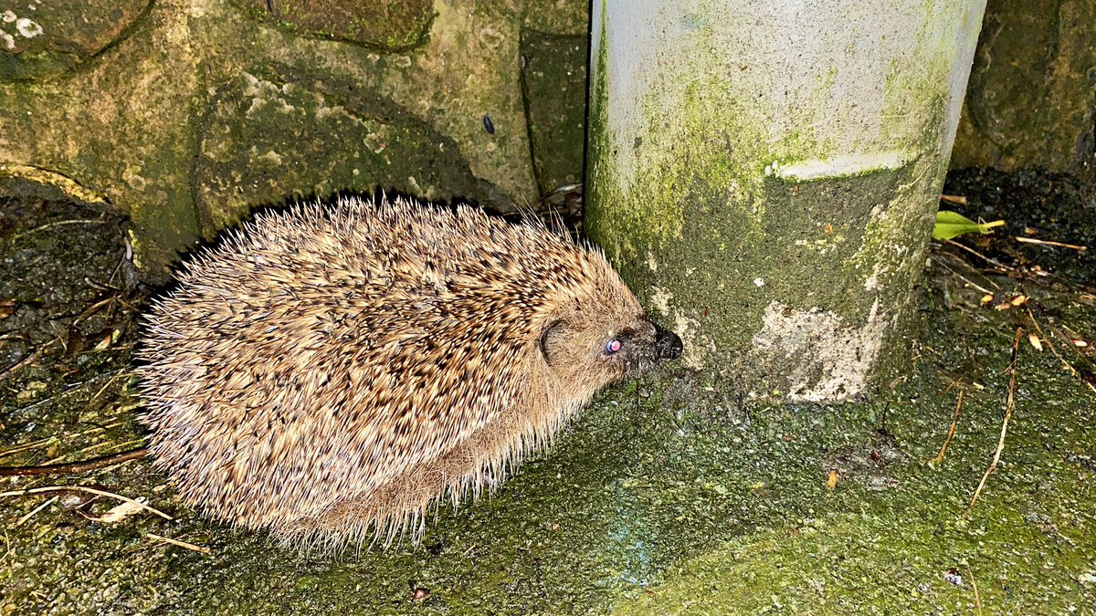 Critter ahead of me on hill out of Stoke. Thought to myself ‘it won’t be as cocky when IT’S 56 and had a few pints in  The Glebe’. Bloody wildlife. Ace birthday today though… #StokeonTrent :o) x