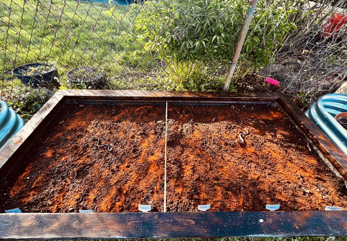 Potatoes officially planted 🥔 - 12 Yukon golds, and 6 Cobblers. A new crop for us that could produce 50-100 pounds of potatoes in all! Also updated our squirrel defense system 🐿️ 🐍