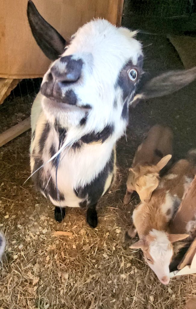 Mom, I know the girls get fed first in the evening, but I'm feeling like one of the girls. So what's up, girlfriend?👸 #HungryGoat