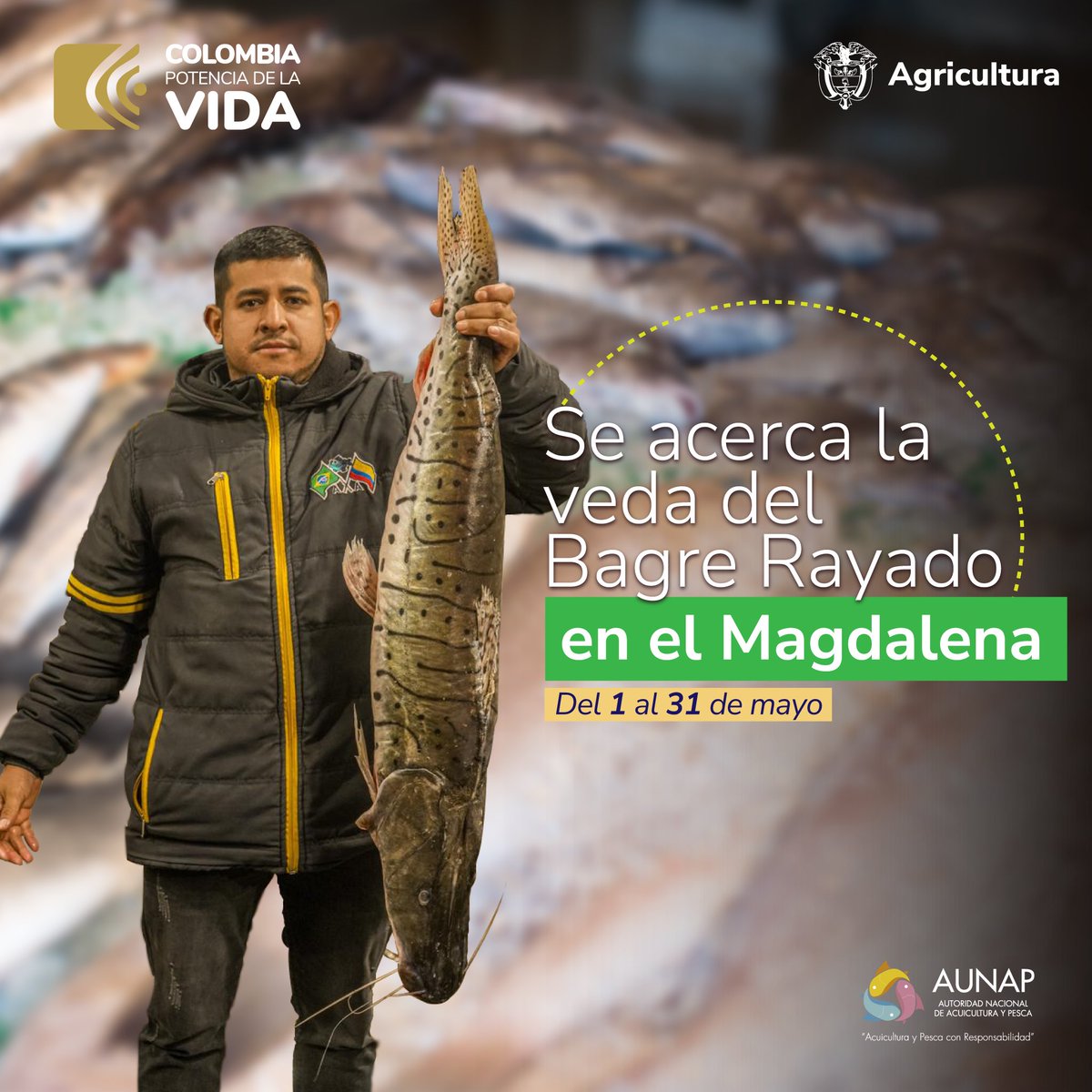 La veda del Bagre Rayado va del 1 al 30 de mayo de 2024, permitirá la reproducción de esta especie nativa y emblemática de la cuenca del Magdalena.
 
El Bagre es una de las especies con mayor índice de captura en el río #Magdalena, debido a su valor comercial. #PescaSostenible