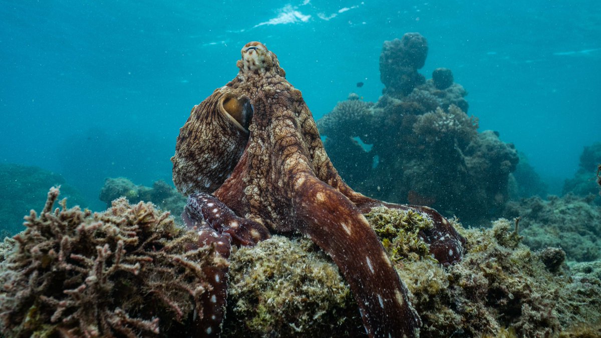 Our #EarthDay spotlight continues, courtesy of our review of the new #documentary series, #SecretsOfTheOctopus, which debuted on @NatGeoTV last night! #NatGeoTV #NationalGeographic nerdsthatgeek.com/television/a-r…