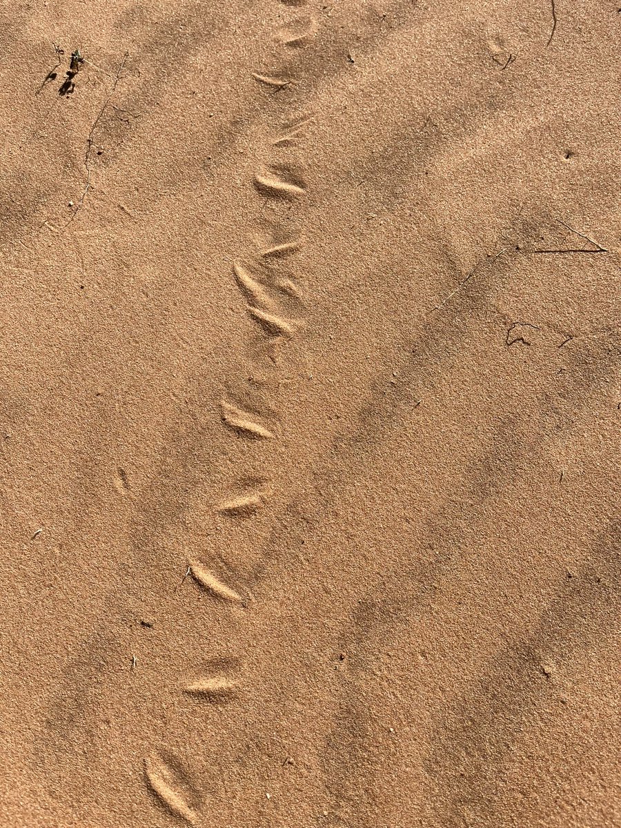 It's track time ⏰

This #trackTuesdays we're taking you to an area just west of Bon Bon Station Reserve, Antakirinja Matu-Yankunytjatjara Country, South Australia. 

Head to the comments to tell us which animal you think left these tracks 👇

📸 Pat Taggart