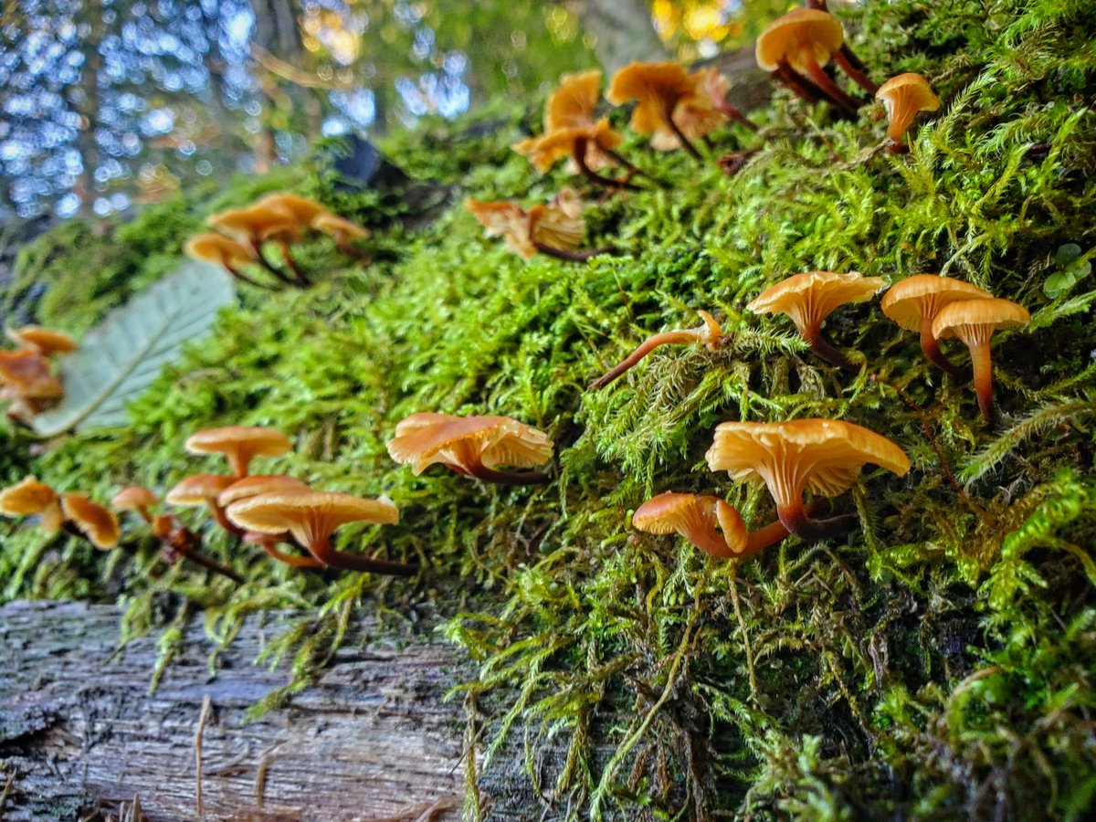 Happy Earth Day! At Cheakamus Centre, we are committed to fostering environmental stewardship and connecting people with nature. Our hope is that everyone who spends time at Cheakamus leaves us reflecting on the role they can in protecting and respecting our natural surroundings.