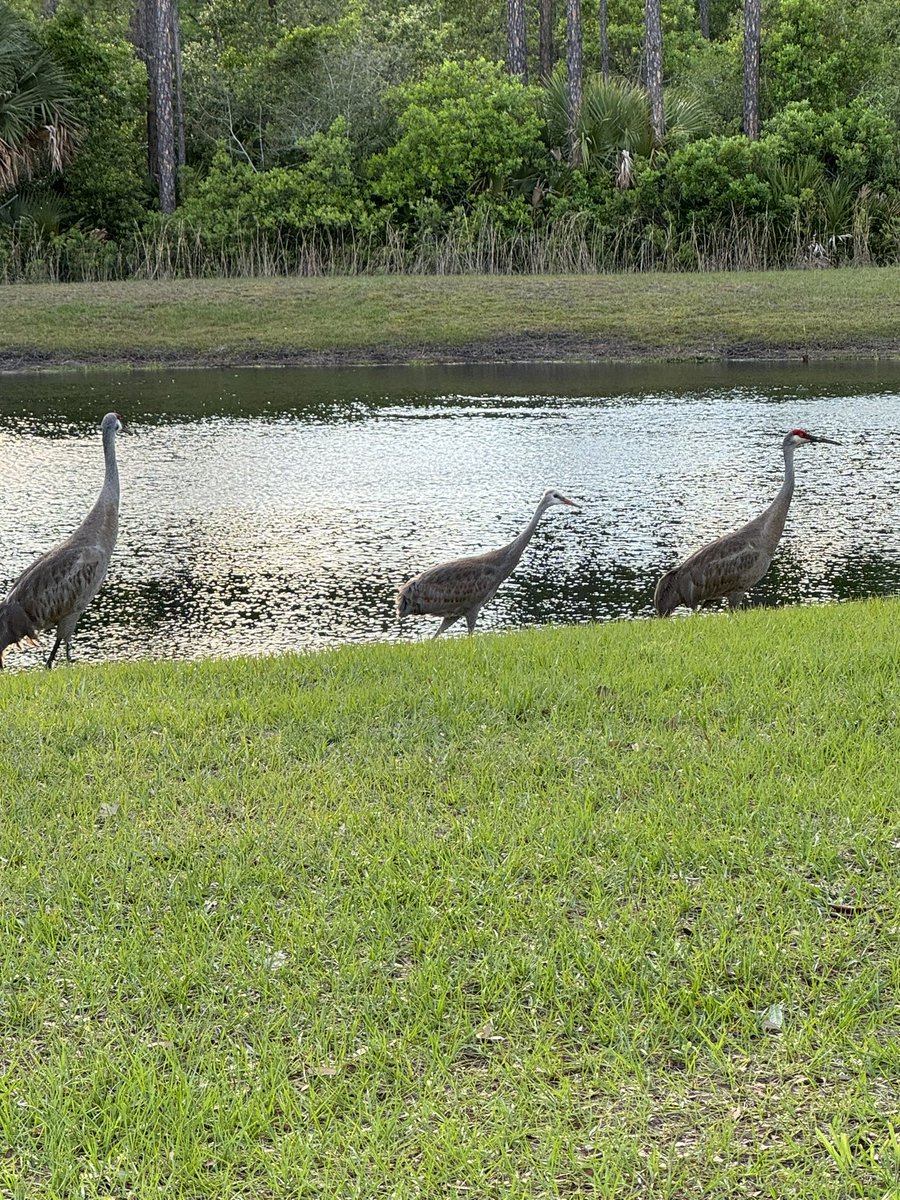 mhilton003's tweet photo. Saw this beautiful family on our nightly walk. #EarthDay https://t.co/vUFkJV3x9Y